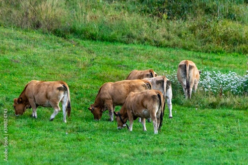 flock of aubrac cows in pasture © NAEPHOTO