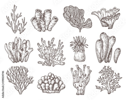 Coral sketch. Natural corals sketching, black engraving ocean reef flora. Seaweed branch, underwater life exact vector collection. Illustration underwater aquarium coral, engraving nature wildlife