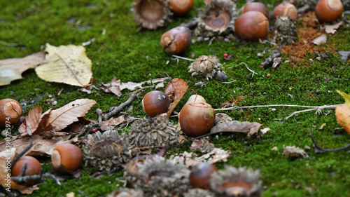 緑に染まった苔の絨毯に落ちたどんぐりの実