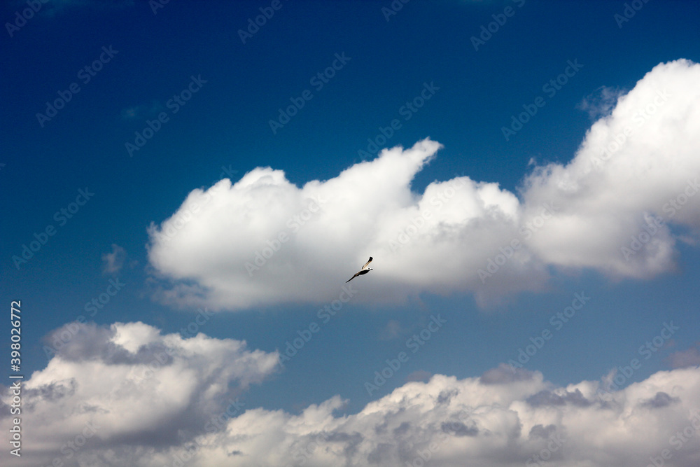 Seagull fly under beautifull white clouds. Seagull fly under beautifull white clouds.
