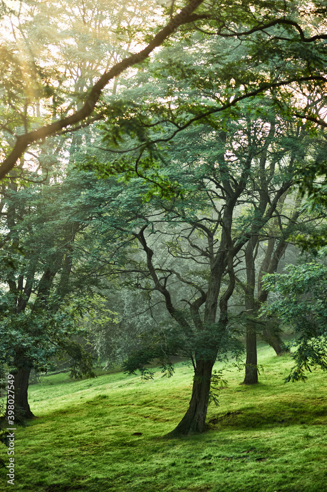 Grove in the park Artxanda Bilbao, Basque Country, Spain