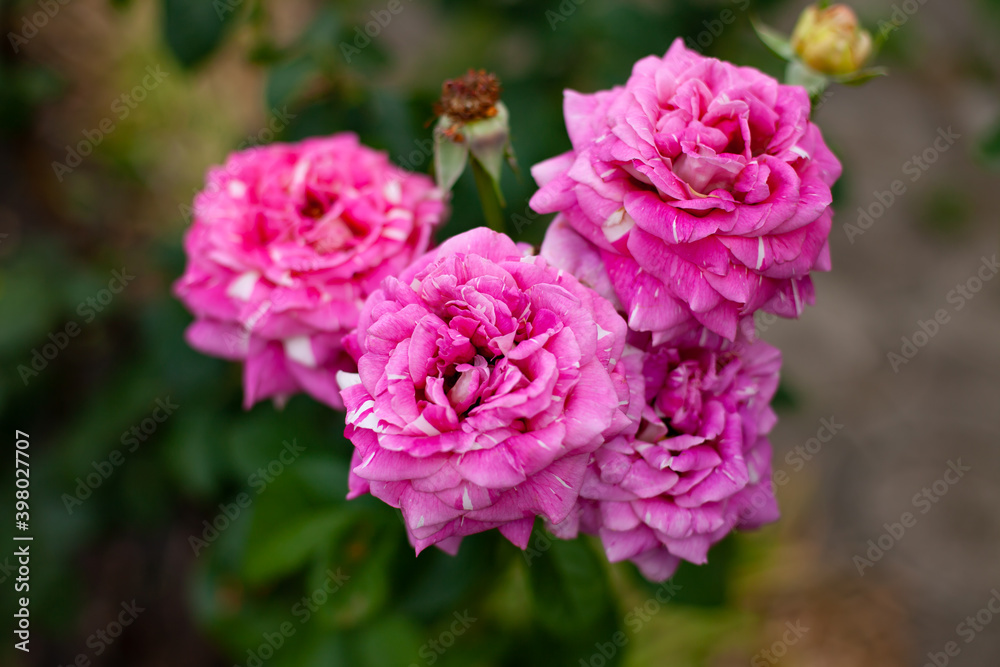 summer time. large beautiful bright pink roses in the garden. bush of fresh roses. flowers for home decor. summer time. large beautiful bright pink roses in the garden. bush of fresh roses. flowers for home decor.