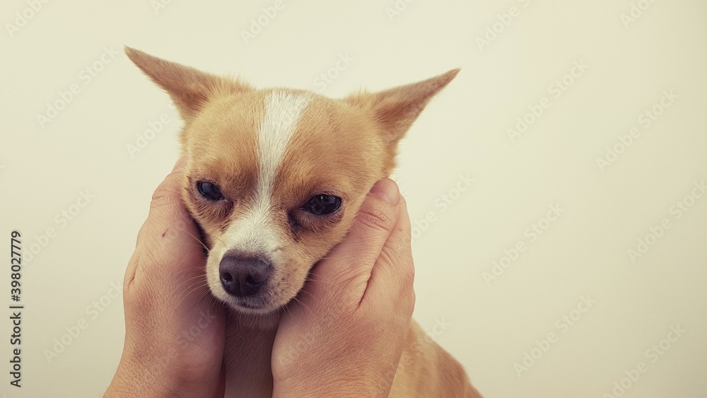 portrait of chihuahua. Human hands hold the dog's face. Chihuahua in good hands.  white short-haired Chihuahua.