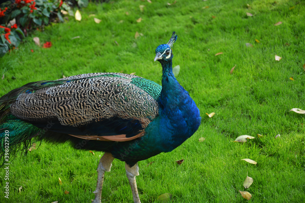 Fototapeta premium a green peacock take a walk on the grassland in the zoo