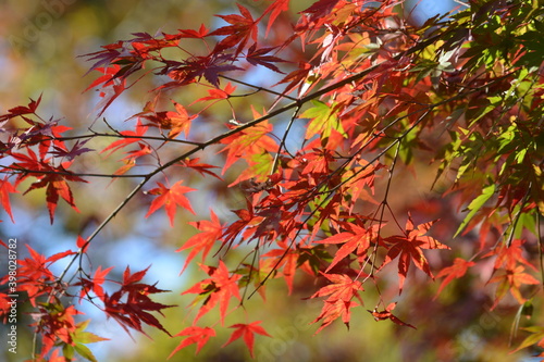 紅葉