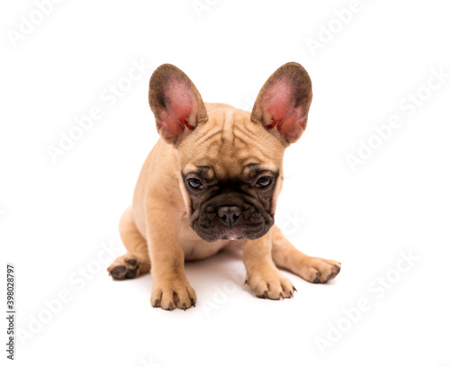 French Bulldog puppy. Cute little puppy.