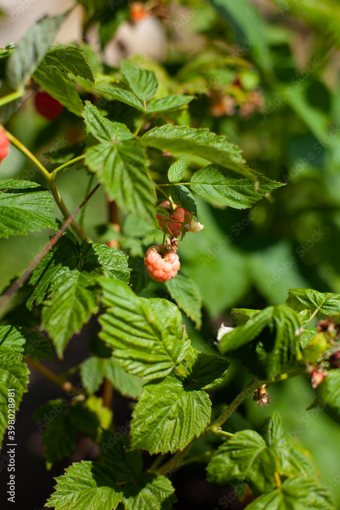 summer time. raspberry bush. unripe raspberries on a bush. summer berries. garden plants. summer time. raspberry bush. unripe raspberries on a bush. summer berries. garden plants.