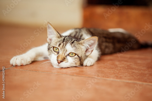 Sweet tabby Cat Lying on the floor chilling