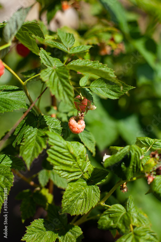 summer time. raspberry bush. unripe raspberries on a bush. summer berries. garden plants.
