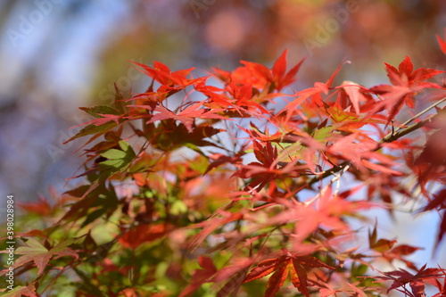 紅葉