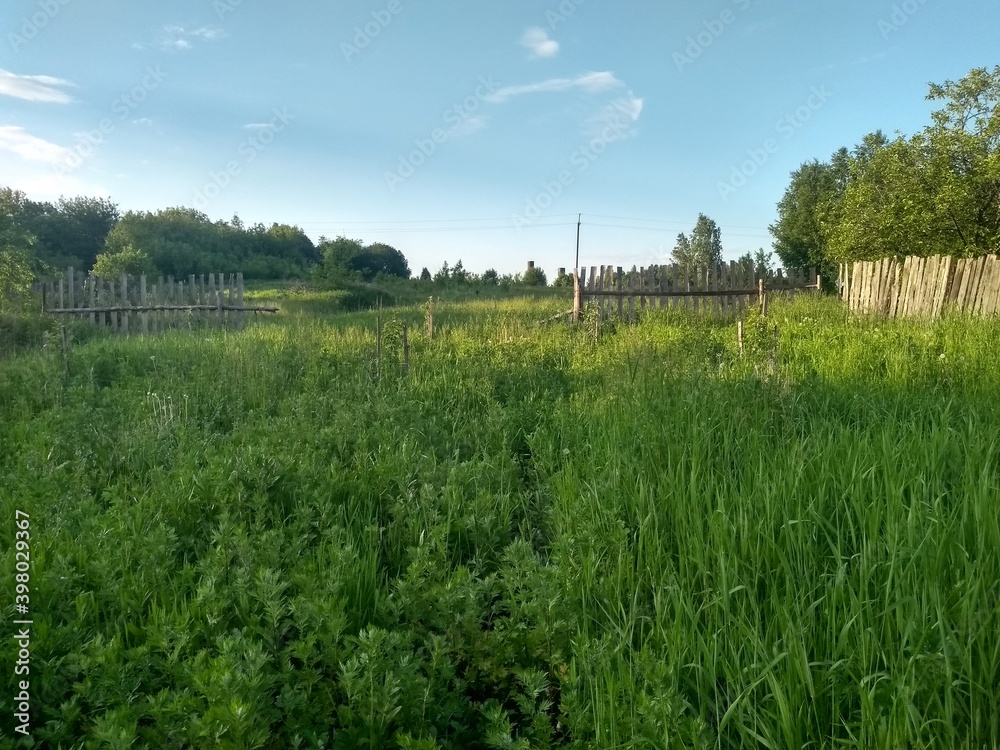 Obraz premium landscape with trees