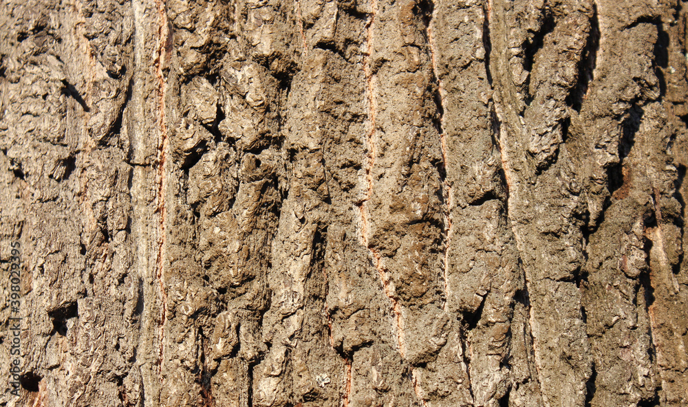 texture of the bark texture of the bark