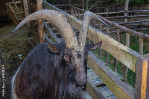 black mountain goat with big horns behind a fence in the zoo