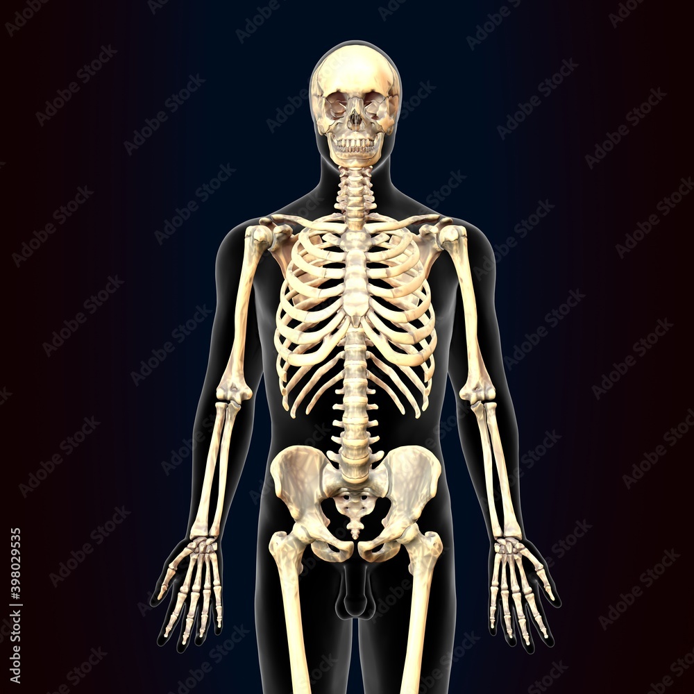 3d illustration of human body skeleton anatomy.