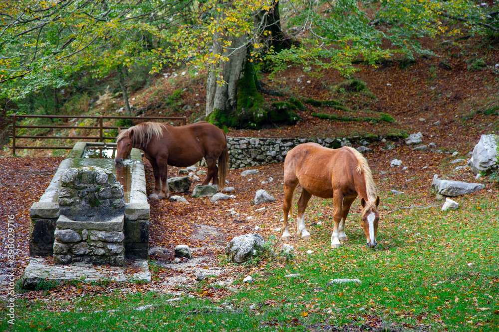 grazing horses in nature in matese park