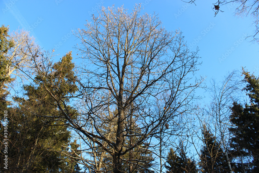 Obraz premium trees in the park