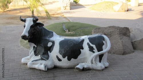 Izrael farma na pustyni krowa z plastiku