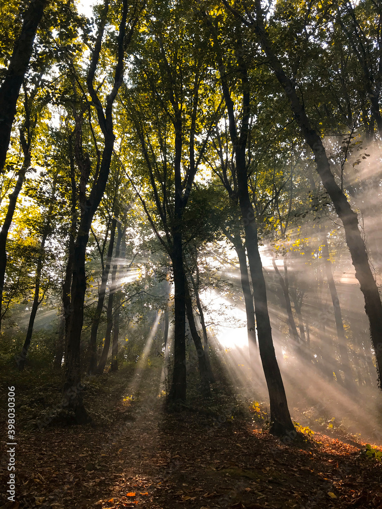 light beam coming from trees, dark forest