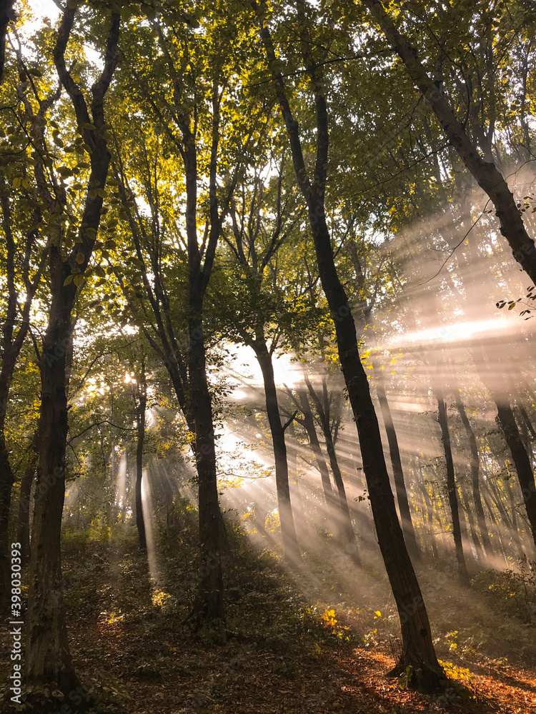 light beam coming from trees, dark forest light beam coming from trees, dark forest