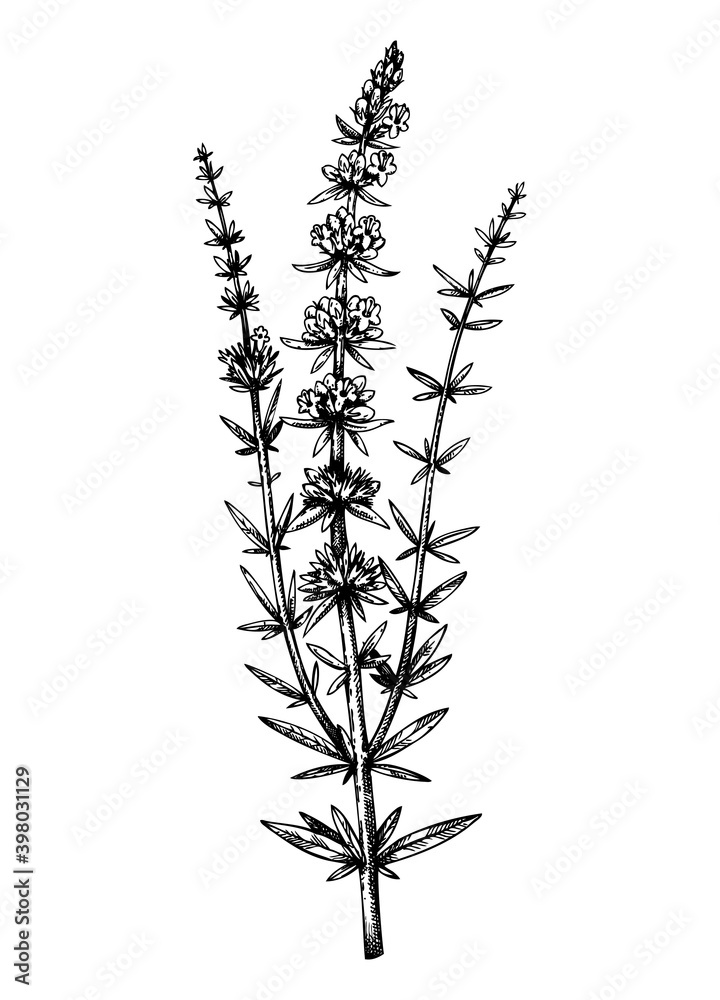 Hand sketched hyssop botanical illustration with leaves and flowers. Hand-drawn medical herbs and spices. Engraved style botanical illustration. 