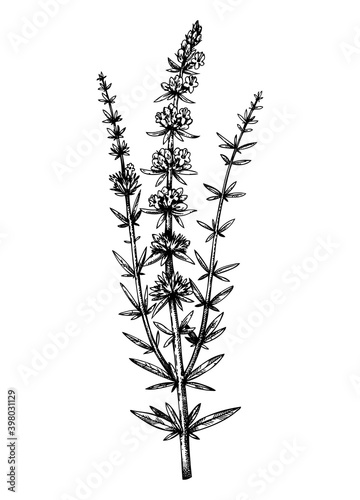 Hand sketched hyssop botanical illustration with leaves and flowers. Hand-drawn medical herbs and spices. Engraved style botanical illustration.  photo