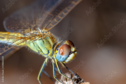 Dragonfly ( sympetrum sp ) © David Acosta Allely