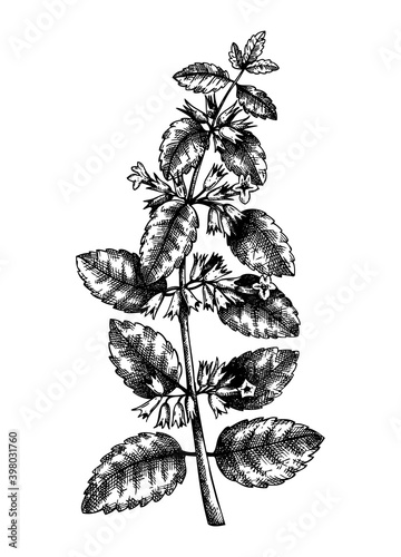 Hand sketched Lemon balm botanical illustration with leaves and flowers. Melissa - hand-drawn medical herbs and spices. Engraved style herbal plant on white background. 