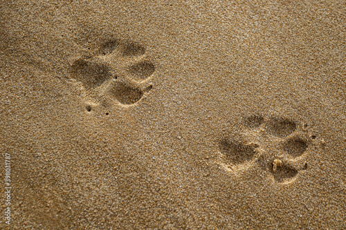 Closeup of dog paw print in sand