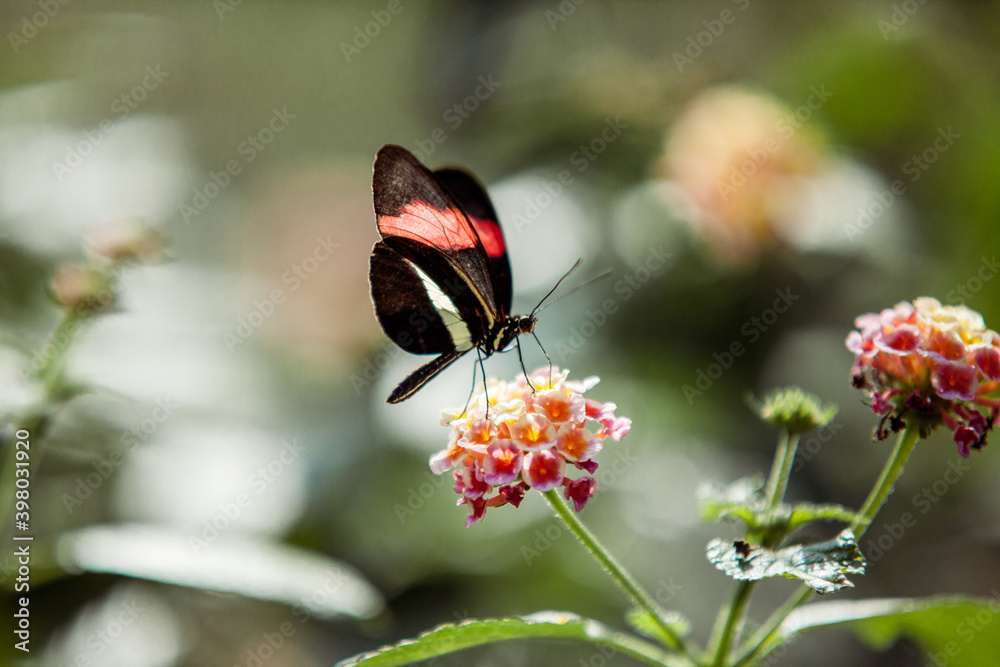 Εκτύπωση καμβά Butterfly sits on a flower