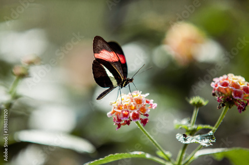 Photography Butterfly sits on a flower
