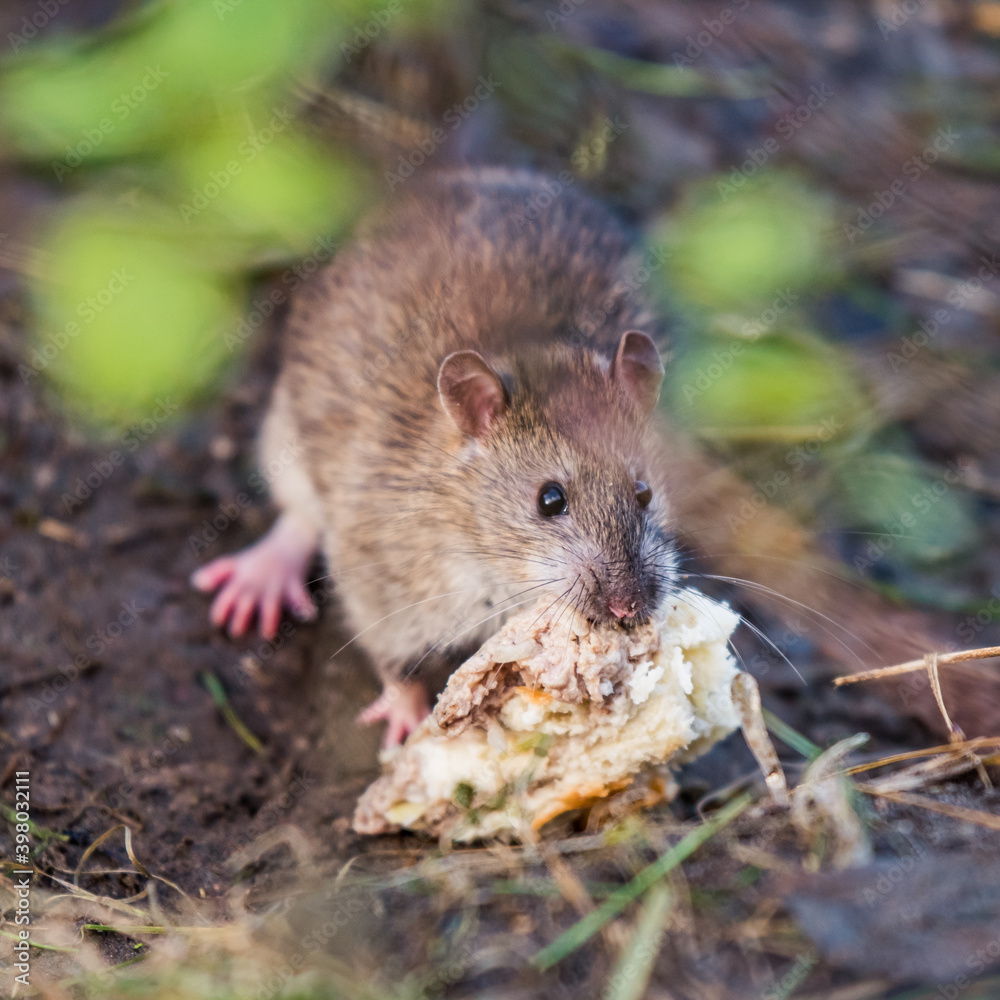 Wild rat eating a piece of bread outside Wild rat eating a piece of bread outside