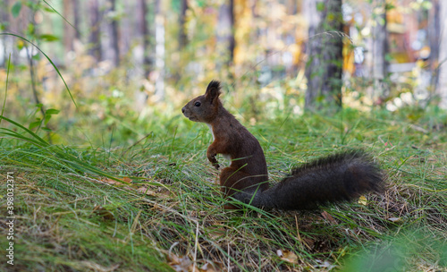 red squirrel in the forest stands and looks