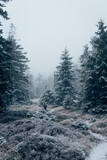 Winter Panorama im Wald