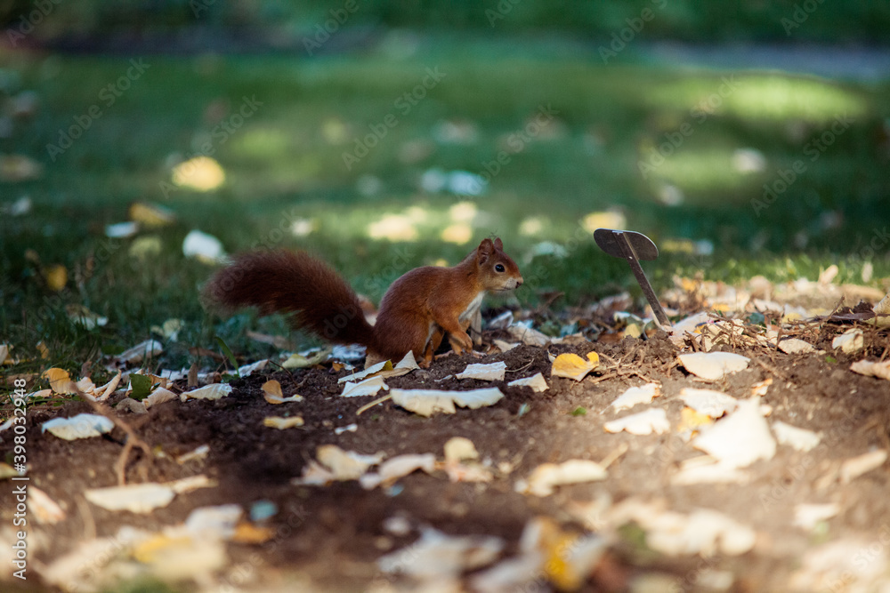 Fototapeta premium red squirrel loking for and eating nuts in a lawn
