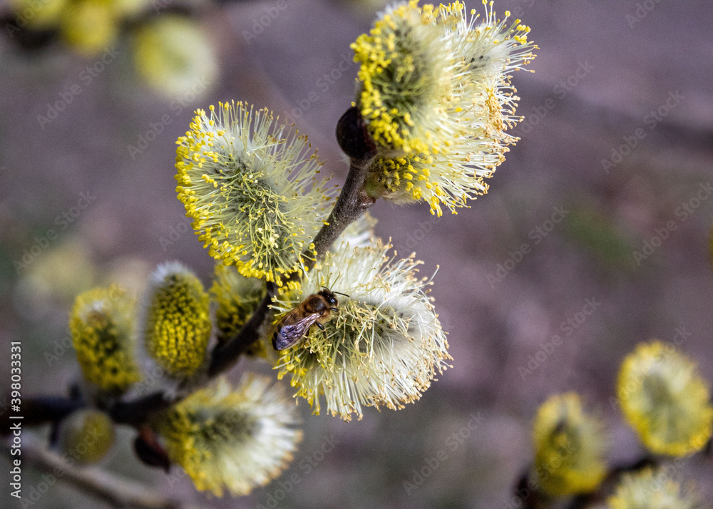 Beautiful blooming willow in spring Beautiful blooming willow in spring