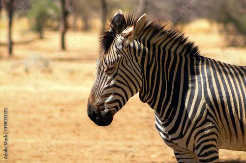 A lonely Namibian zebra standing in the middle of the savannah.