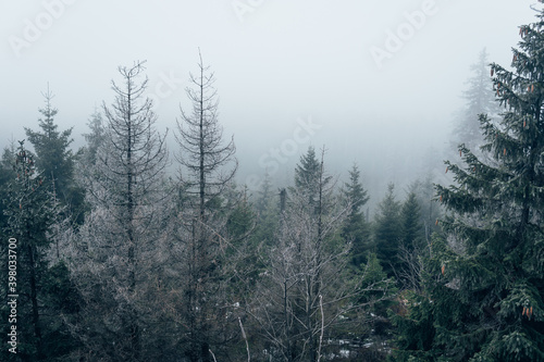Der Harzer Wald versinkt im Nebel