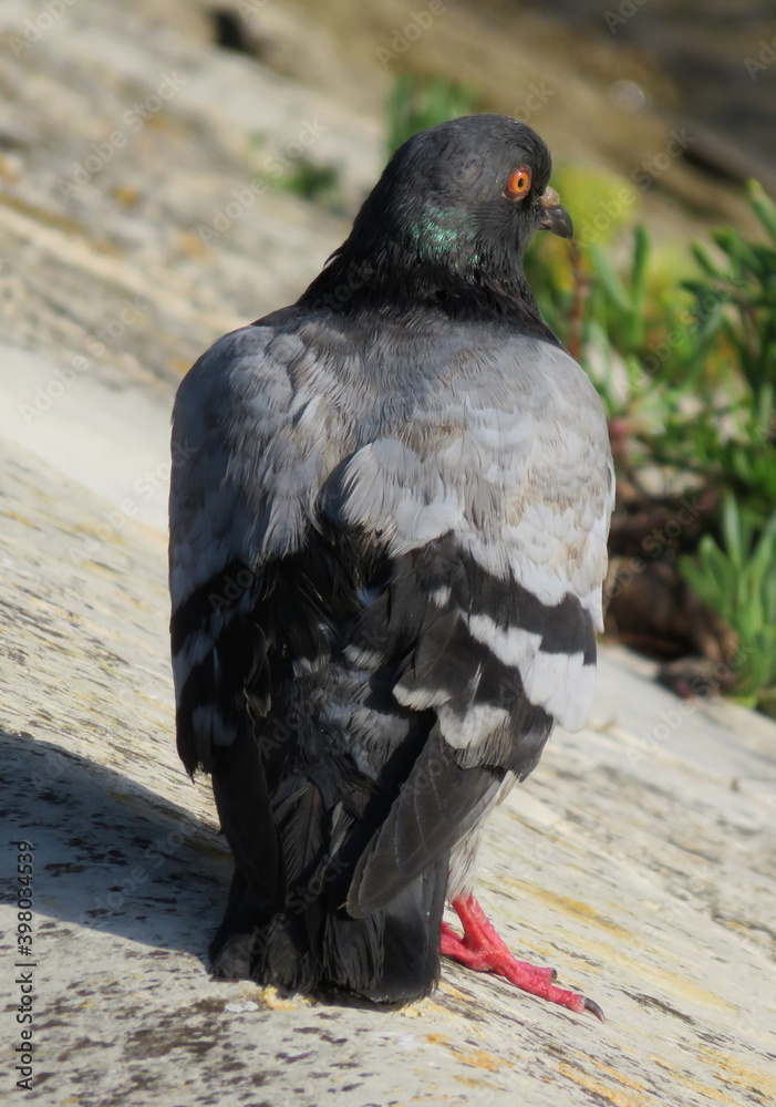 Obraz premium Pigeon de dos