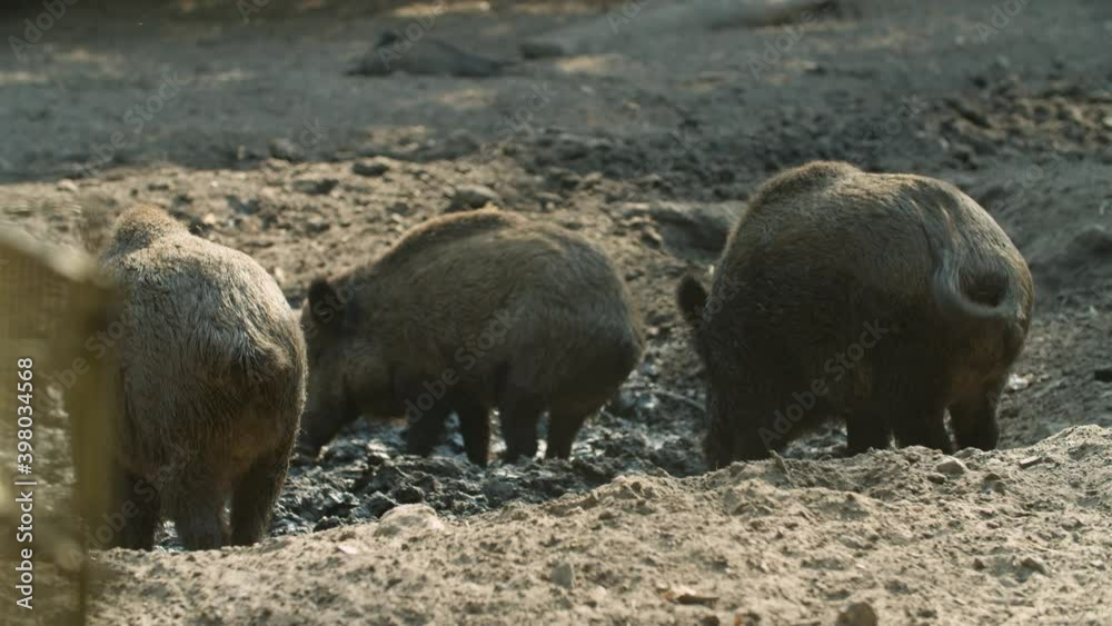 Wild Boars enjoying time in the mud/ Wildpark Wild Boars enjoying time in the mud/ Wildpark
