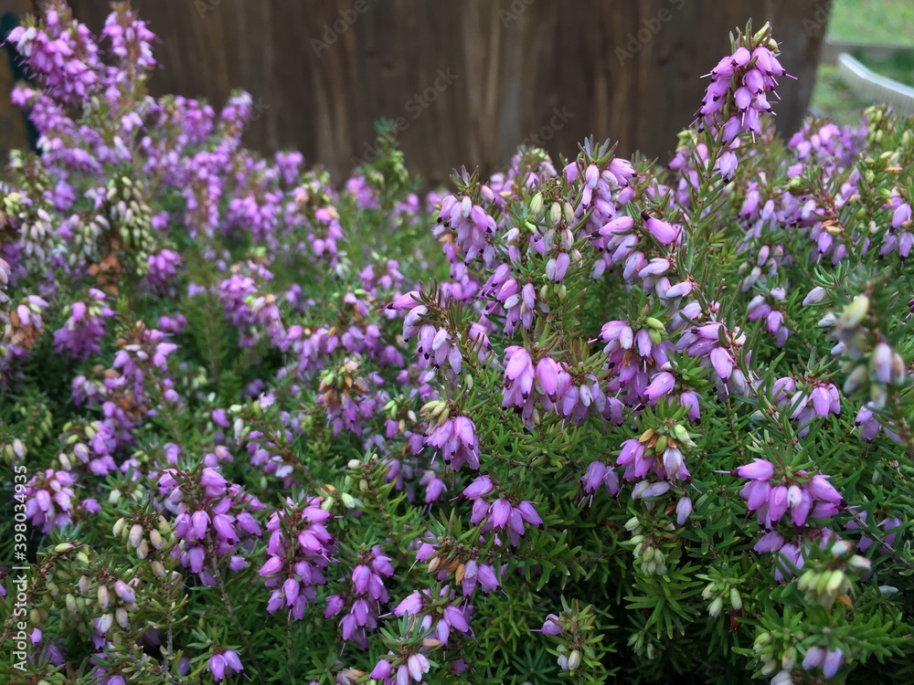 Bruyère à fleurs violettes
