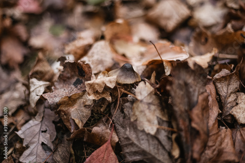 mushroom on the ground. forest mushroom among dry autumn leaves