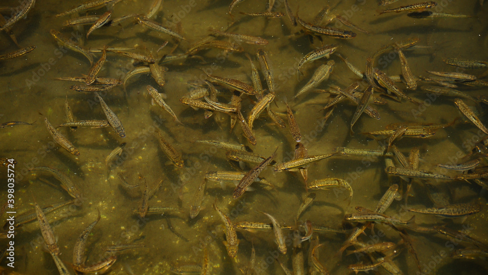 A bank of wild trouts swimming and feeding in their natural habitat. Galcescu Natural Park, Parang Mountains, Carpathia, Romania A bank of wild trouts swimming and feeding in their natural habitat. Galcescu Natural Park, Parang Mountains, Carpathia, Romania