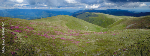 Aerial drone view above Ursu peak during spring season. The mountainsides are pink due to the mountain peony flowers which bloom in early june. Carpathia, Romania.