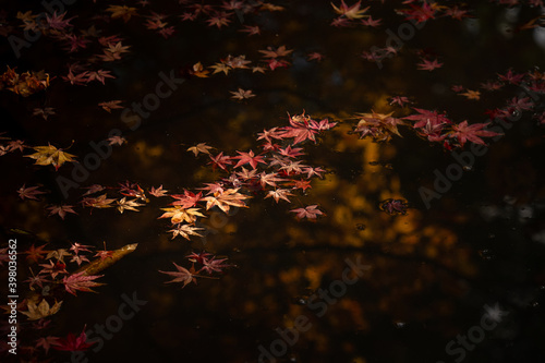 浮かび上がる紅葉
Autumn leaves