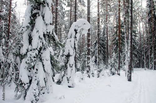 Winter landscape. Forest, trees, pines