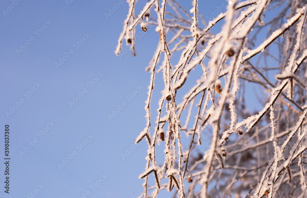 Naklejka premium Snow-covered birch branches against the blue sky