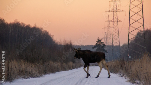 elk cross the road at sunrise 