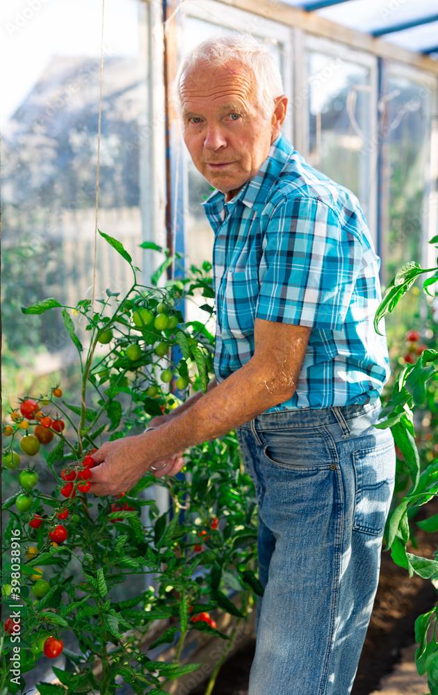 Quadro em tela Farmer caring for tomato sprouts in greenhouse
