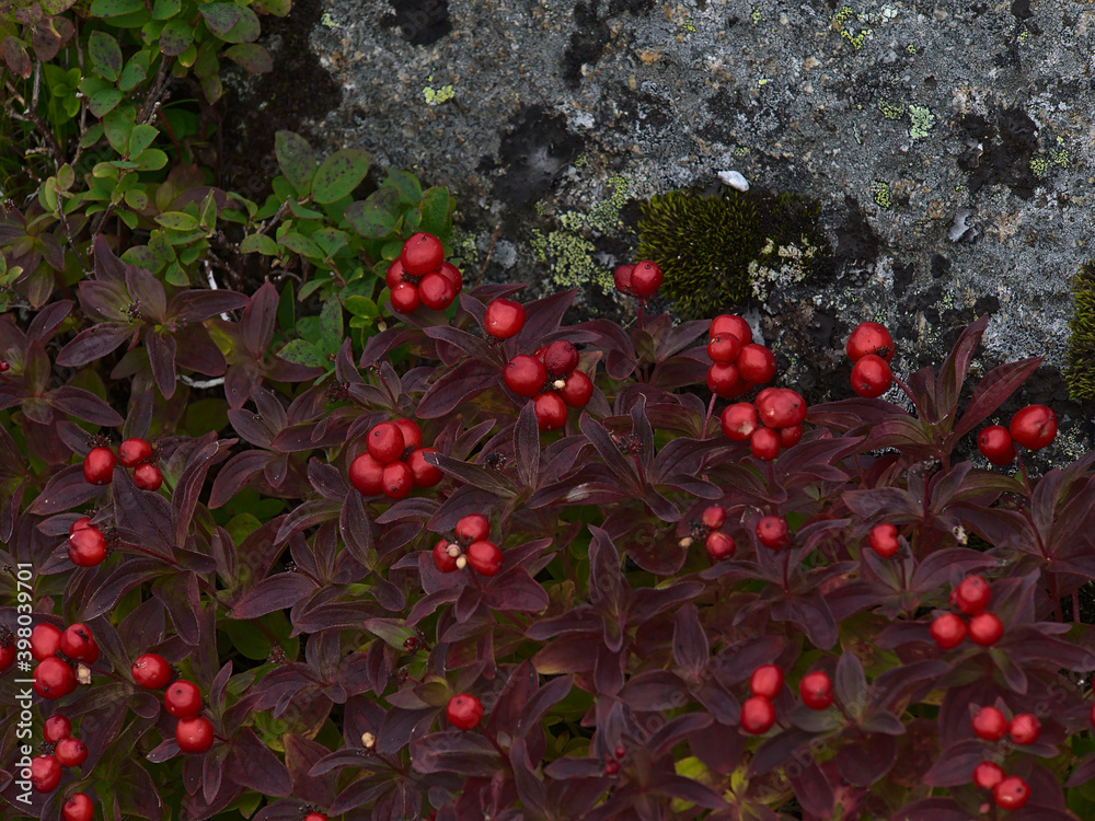Φωτογραφία Closeup view of cornus suecica (dwarf cornel, bunchberry) bush with ripe red colored berries and purple discolored leaves between rocks in late summer near Digermulen, Hinnøya, Vesterålen, Norway