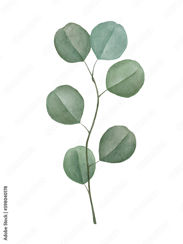 Watercolor silver dollar eucalyptus branch Watercolor silver dollar eucalyptus branch